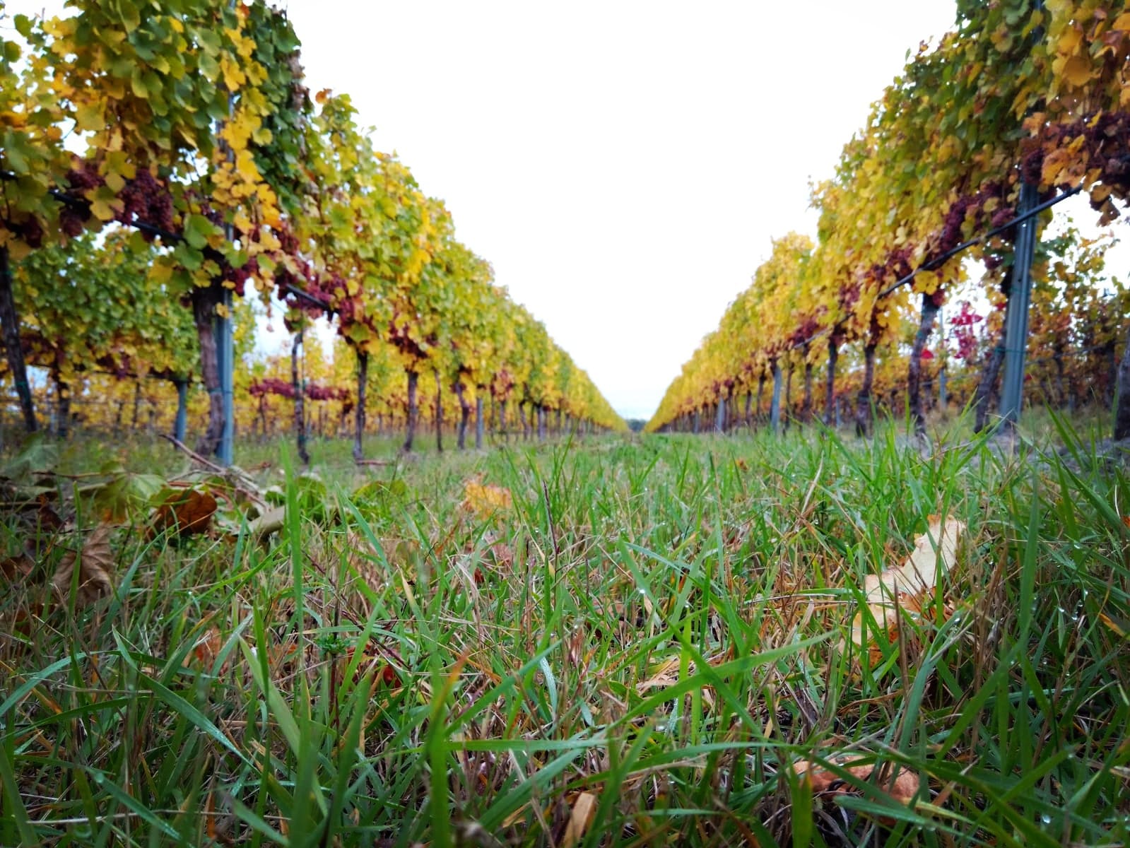 Die Weingärten im Herbst